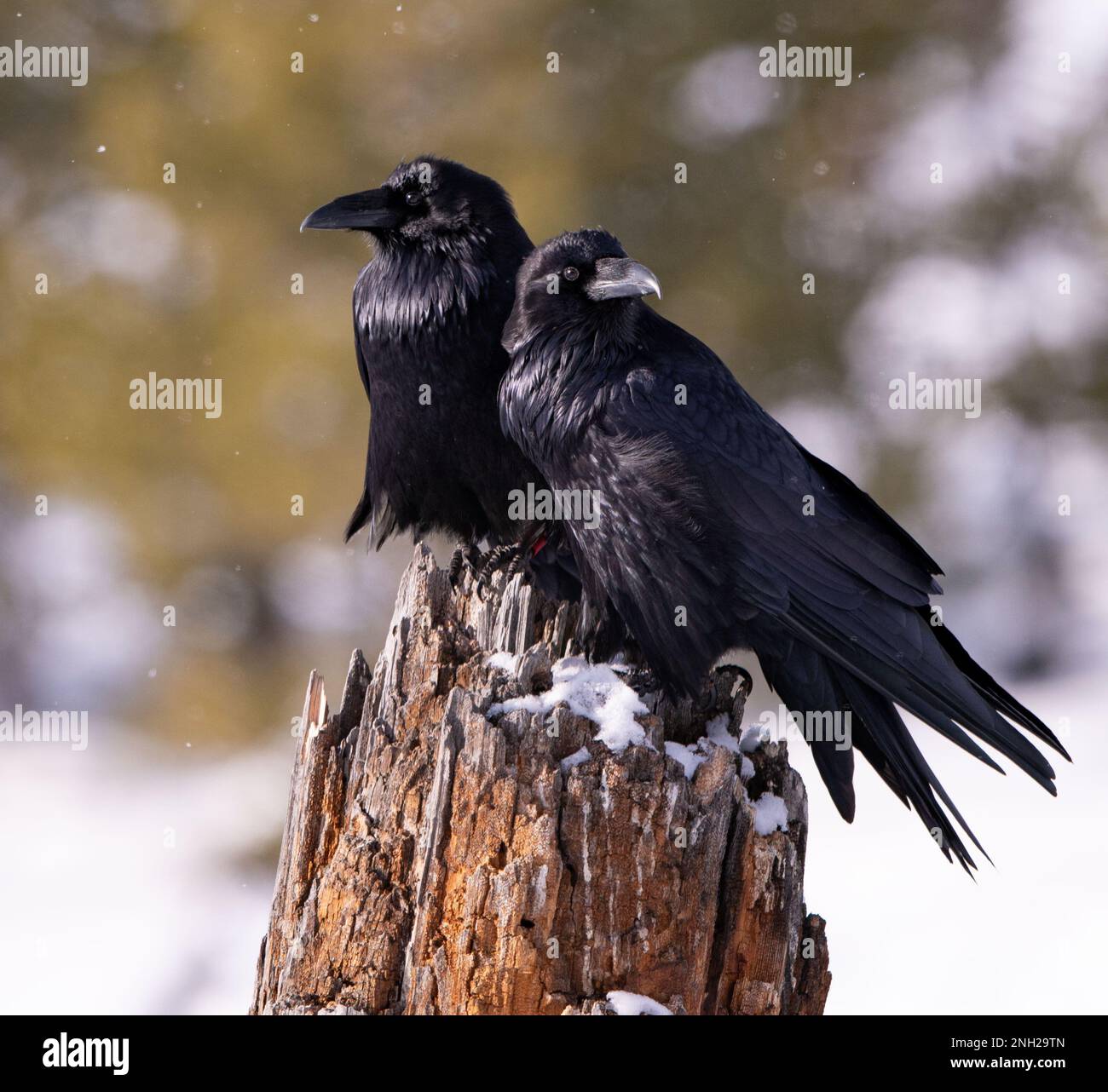 Raven pair sitting on a stump in January in Yellowstone National park in the sun and snow. Stock Photo