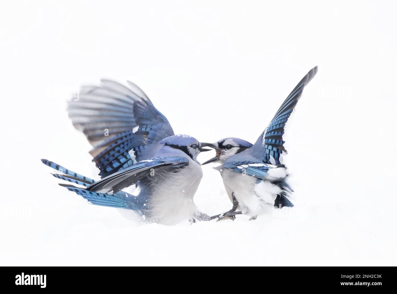 Blue Jay (Cyanocitta cristata) fighting in the winter snow in a Canadian winter. Stock Photo
