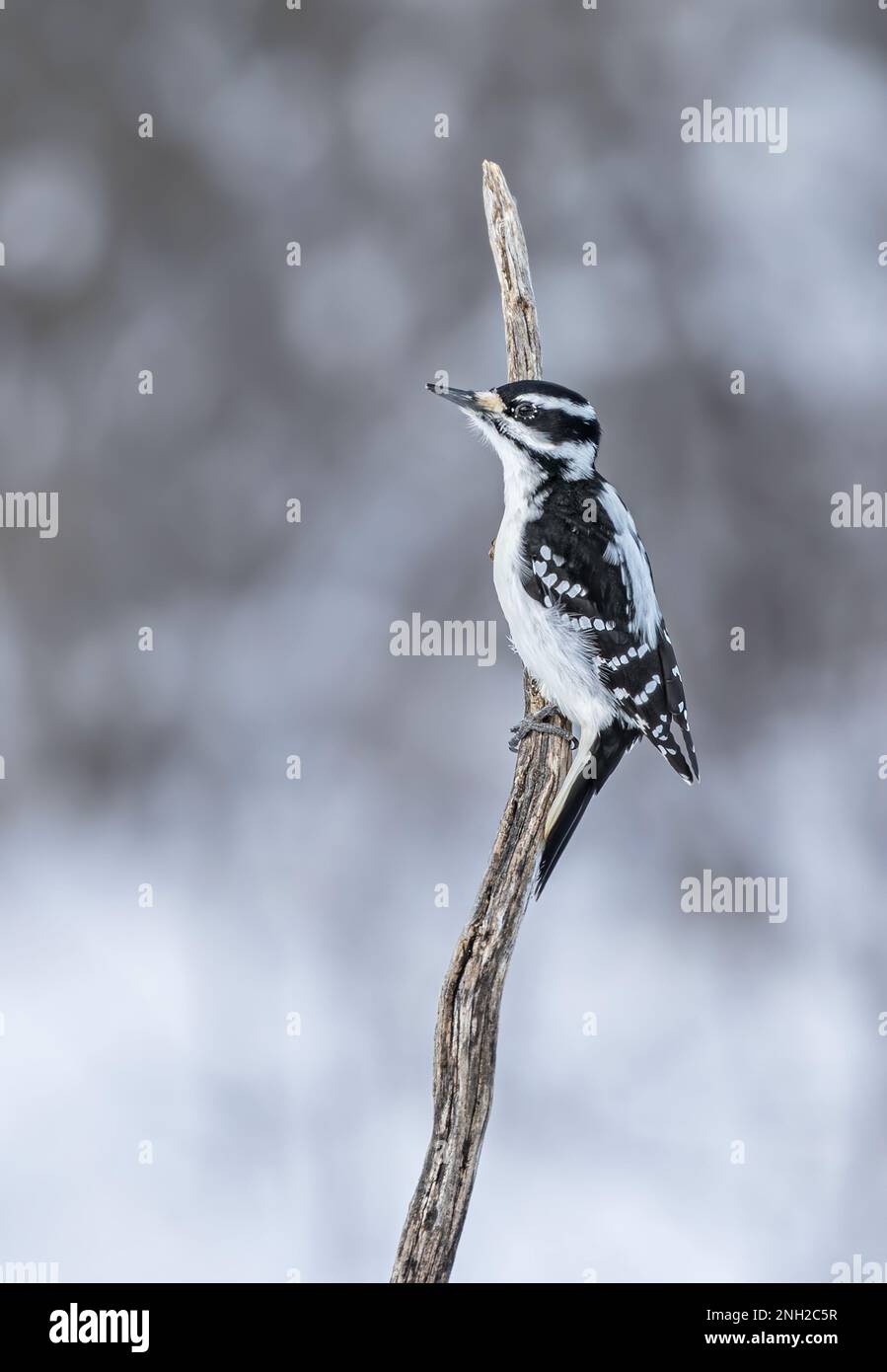 Female Downy woodpecker perched on a branch in winter in Ottawa, Canada Stock Photo