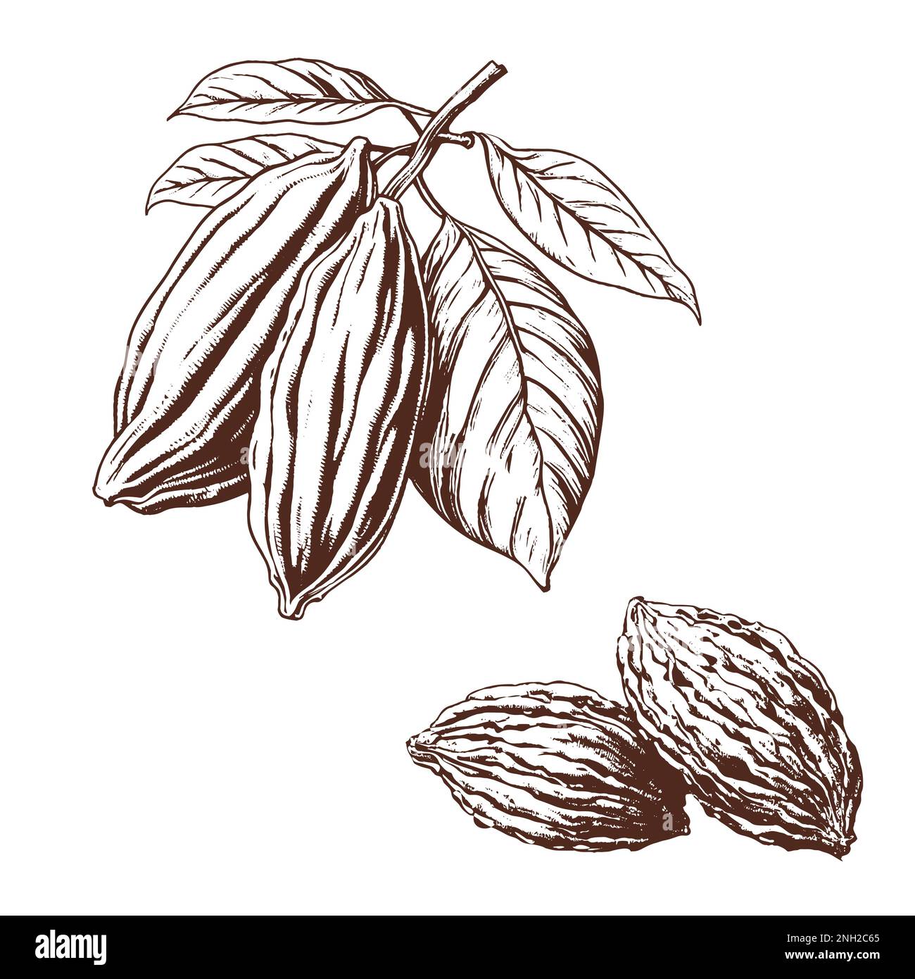 Cocoa pods vector illustration, label Stock Vector