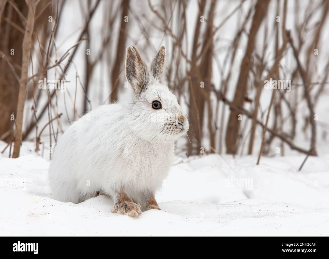 White snowshoe hare or Varying hare closeup in a Canadian winter Stock Photo Alamy