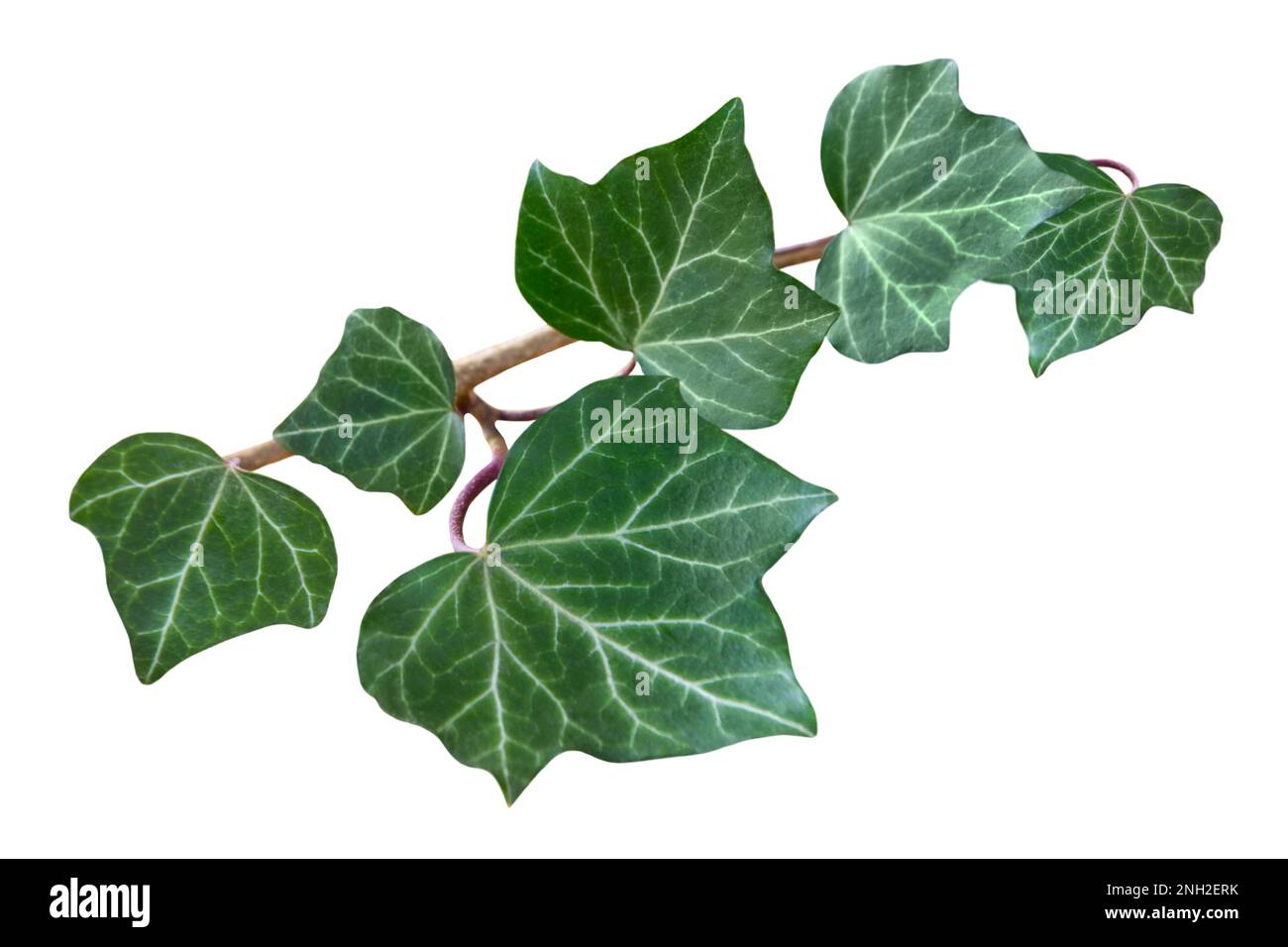 Ivy leaves isolated on white background Stock Photo