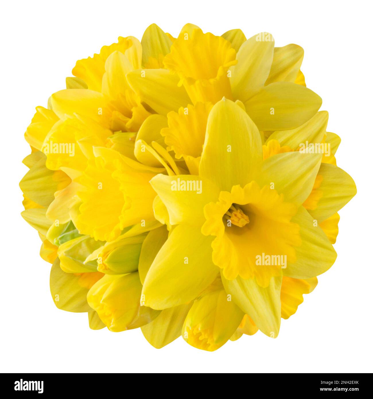 Daffodils isolated on white background Stock Photo - Alamy