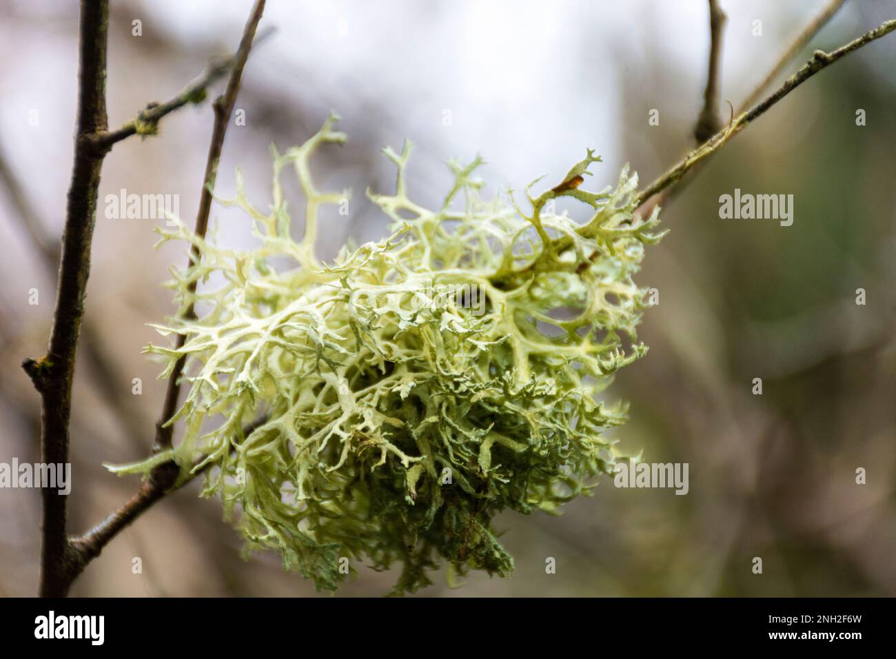 Letharia vulpina, a species of fruticose lichen fungus in the family Parmeliaceae, commonly known as the wolf lichen. Corticolous types of lichens liv Stock Photo