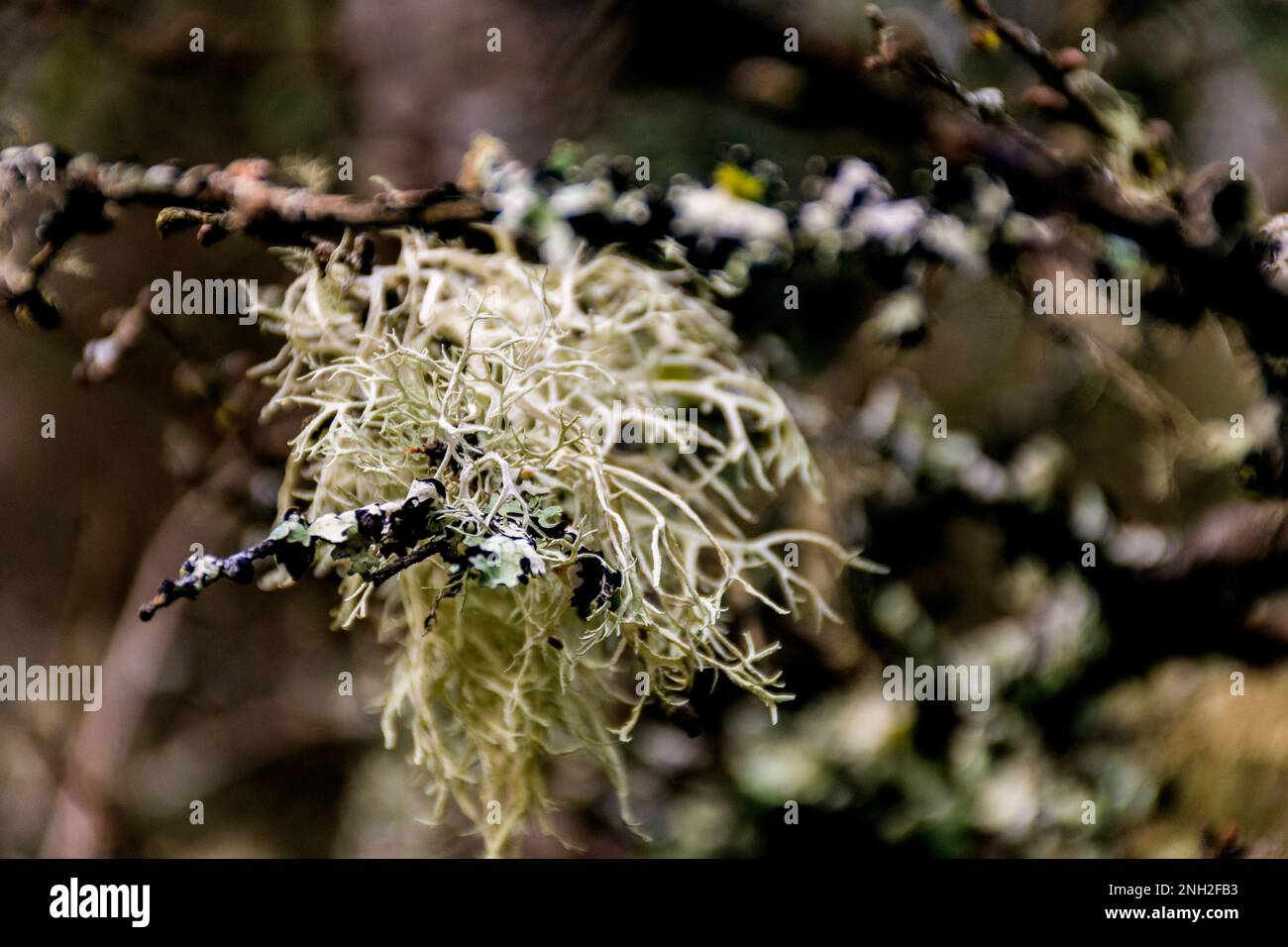 Letharia vulpina, a species of fruticose lichen fungus in the family Parmeliaceae, commonly known as the wolf lichen. Corticolous types of lichens liv Stock Photo