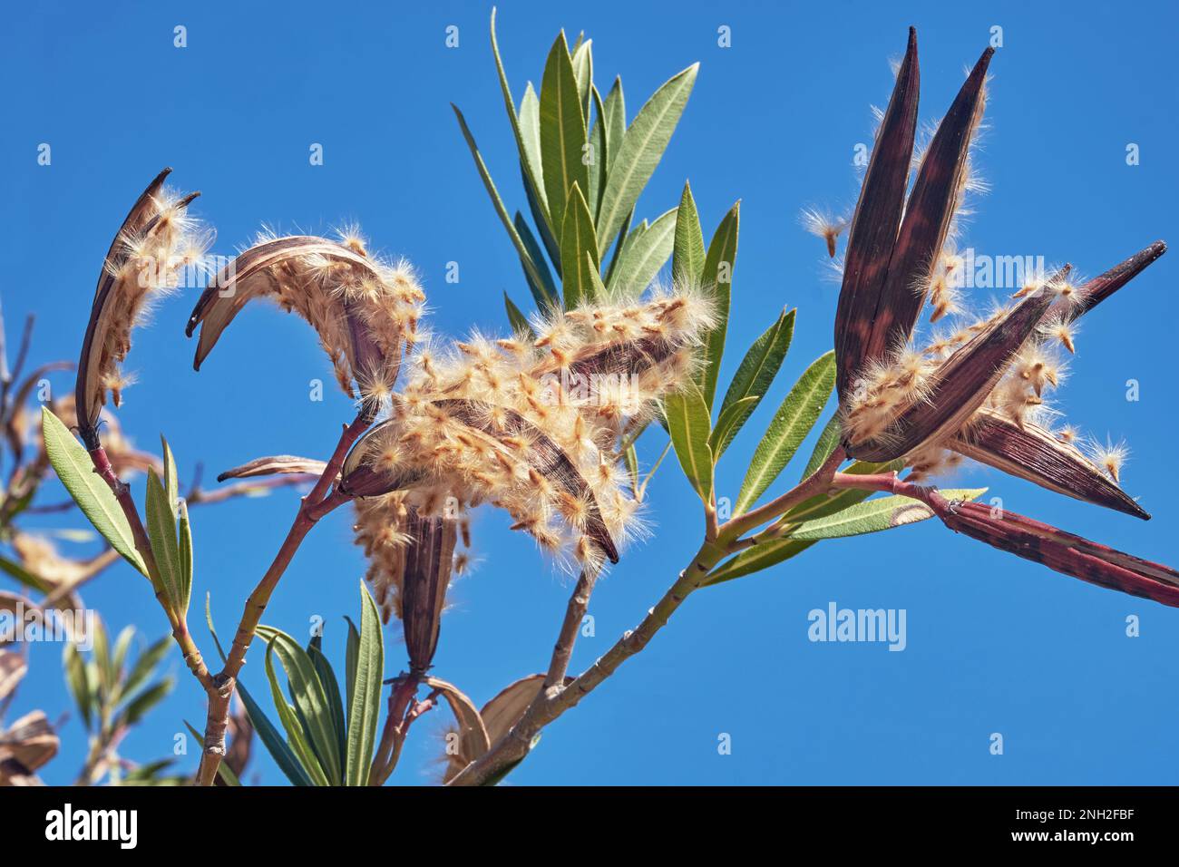 Seeds of Nerium oleander. Oleander. Greece Stock Photo