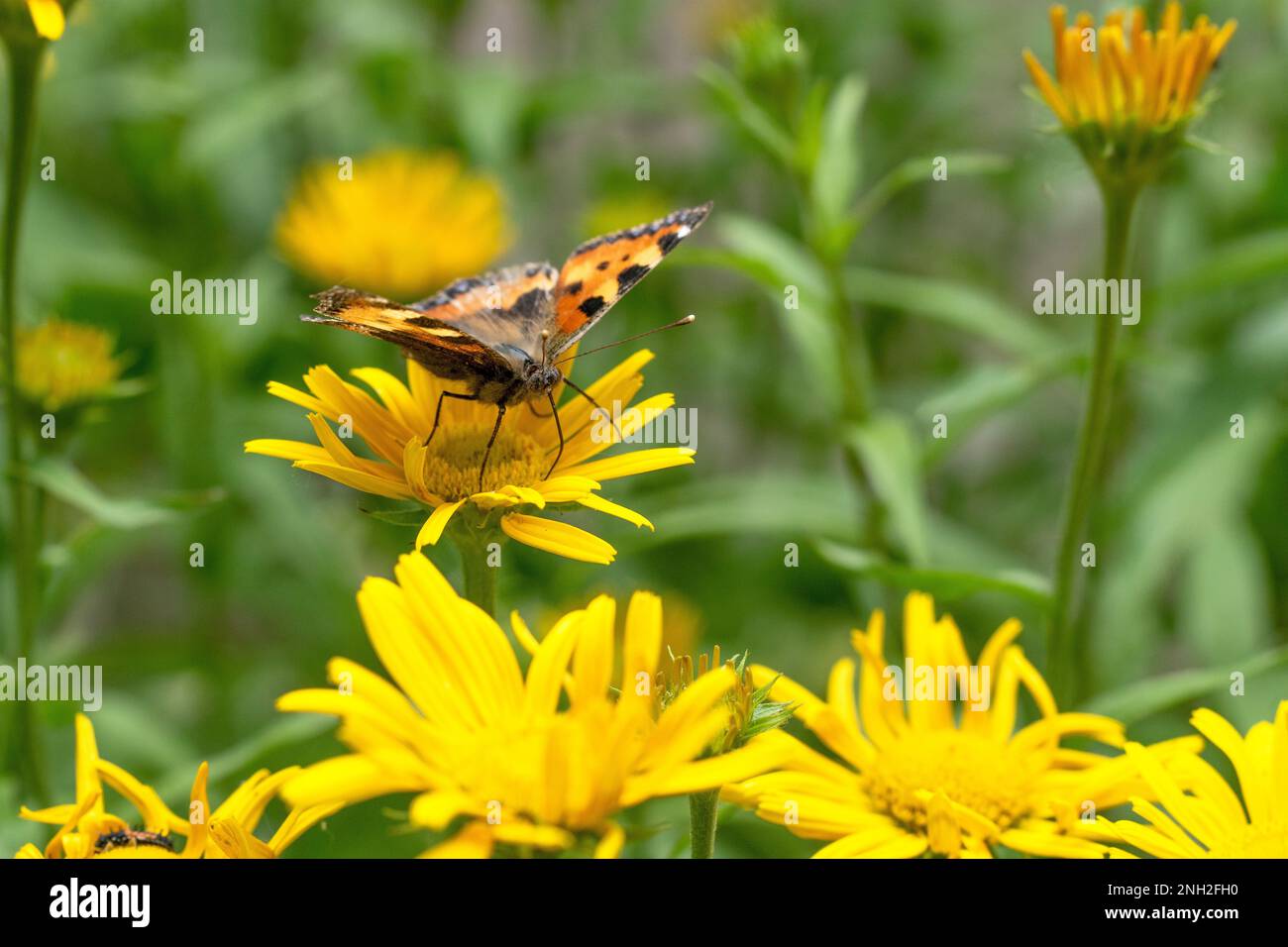 Distefalter, Schmetterling auf Blüte Stock Photo