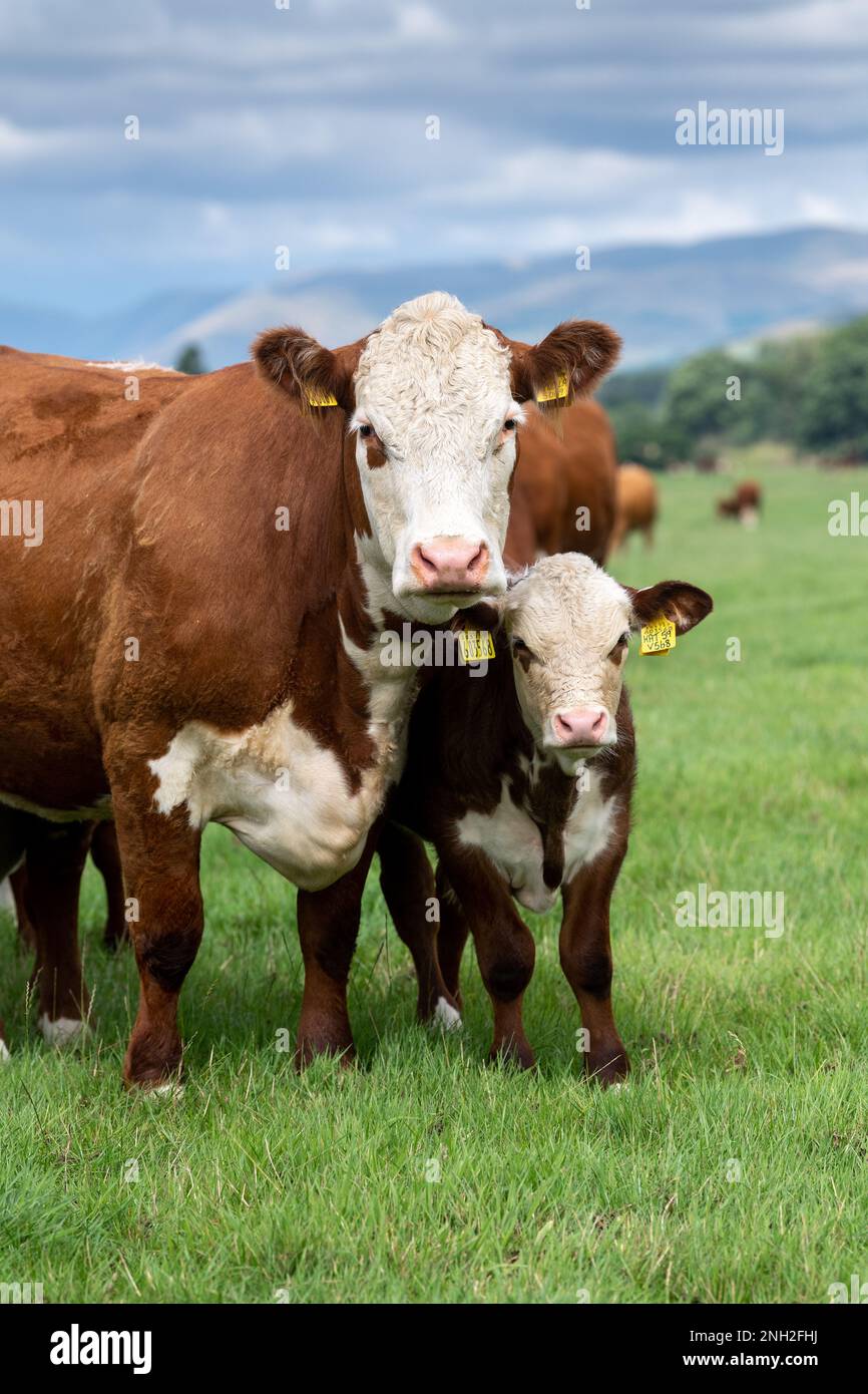 Pedigree Hereford cows and calves grazing in upland pasture near Kirkby Lonsdale, Cumbria, UK. Stock Photo