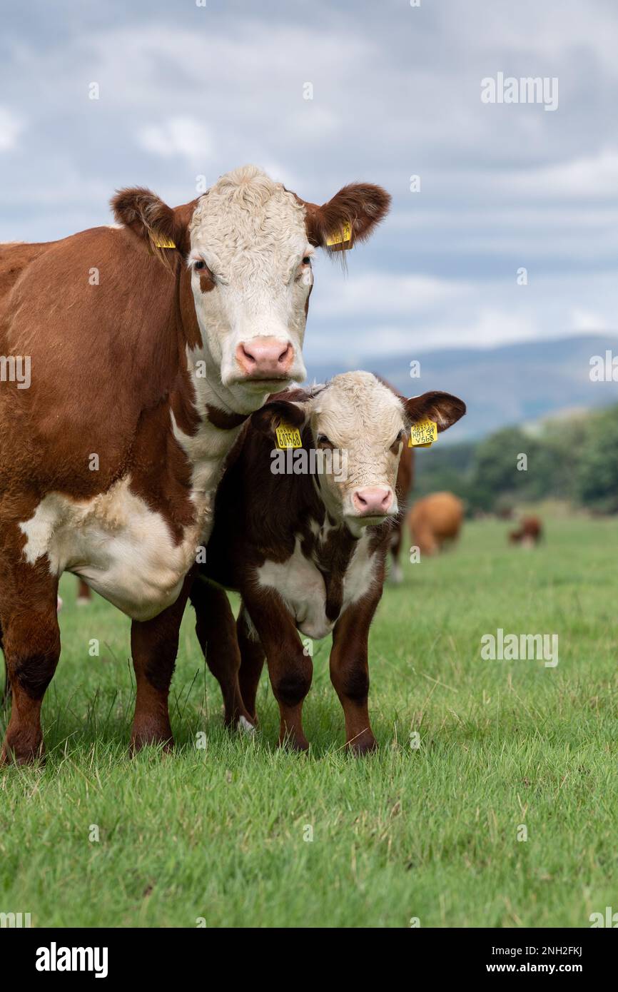 Pedigree Hereford cows and calves grazing in upland pasture near Kirkby Lonsdale, Cumbria, UK. Stock Photo