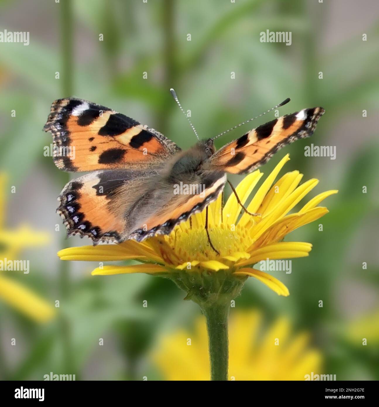 Distefalter, Schmetterling auf Blüte Stock Photo