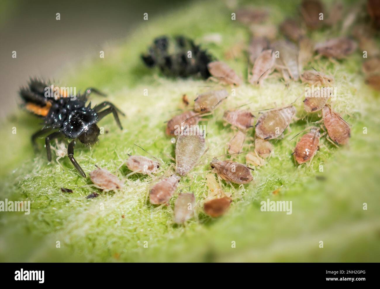 Marienkäferlarve mit Blattlauskollonie Stock Photo