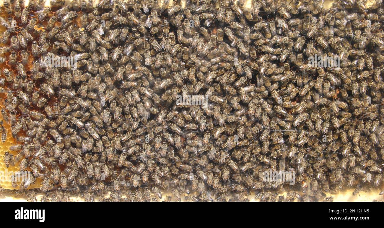 Bees buzz around building honeycombs and feeding the brood Stock Photo ...