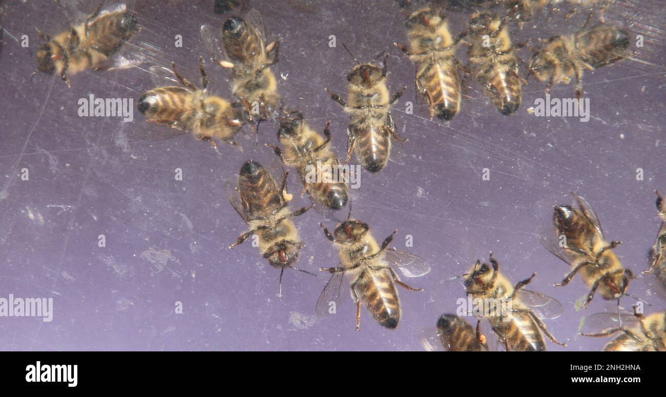 Bees buzz around building honeycombs and feeding the brood Stock Photo ...