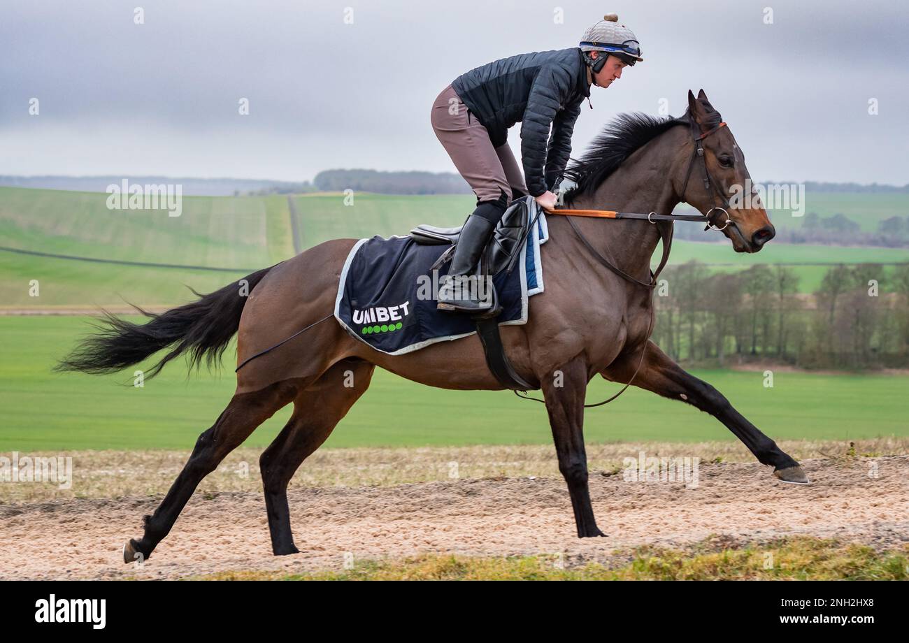 Seven Barrows, Upper Lambourn, UK, 20th February 2023. Unibet Champion Hurdle favourite Constitution Hill and his work rider power up the gallops at Nicky Henderson's Seven Barrows training yard, in preparation for the big race on the first day of the 2023 Cheltenham Festival. Credit: JTW Equine Images/Alamy Live News Stock Photo