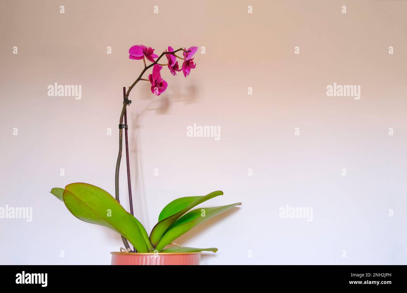 purple orchid flower in a vase close-up across the white wall. Floral background. Copy space. Interior decor. Gardening Stock Photo