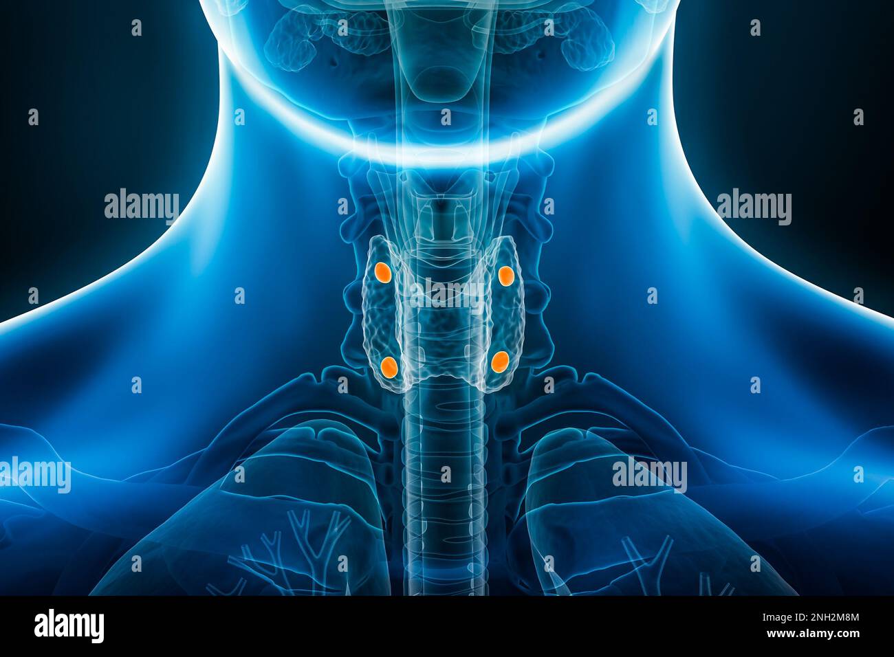 Xray anterior or front view of parathyroid and thyroid glands 3D rendering illustration with male body contours. Anatomy, endocrine system, medical, b Stock Photo