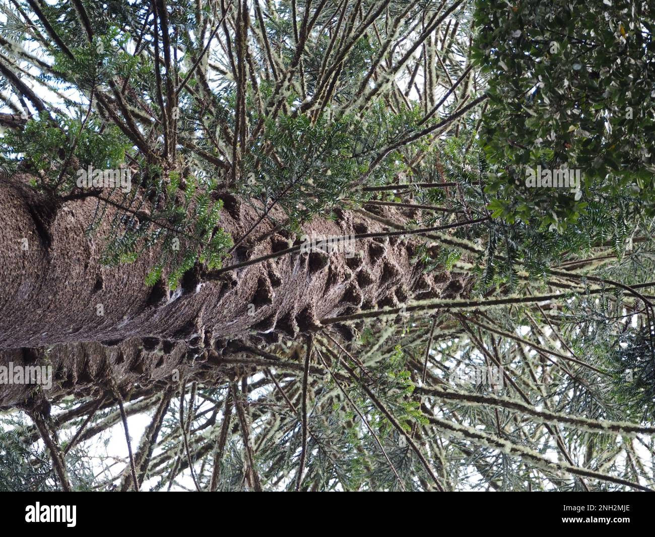 Lookinng up at a Bunya pine, Araucaria bidwillii Stock Photo