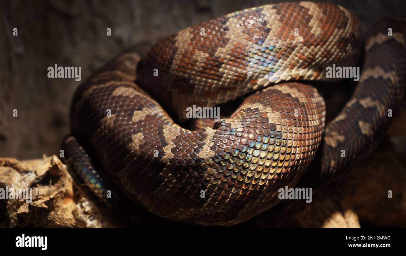 A scaly large reticulated python coiled up in a knot and waits for a ...