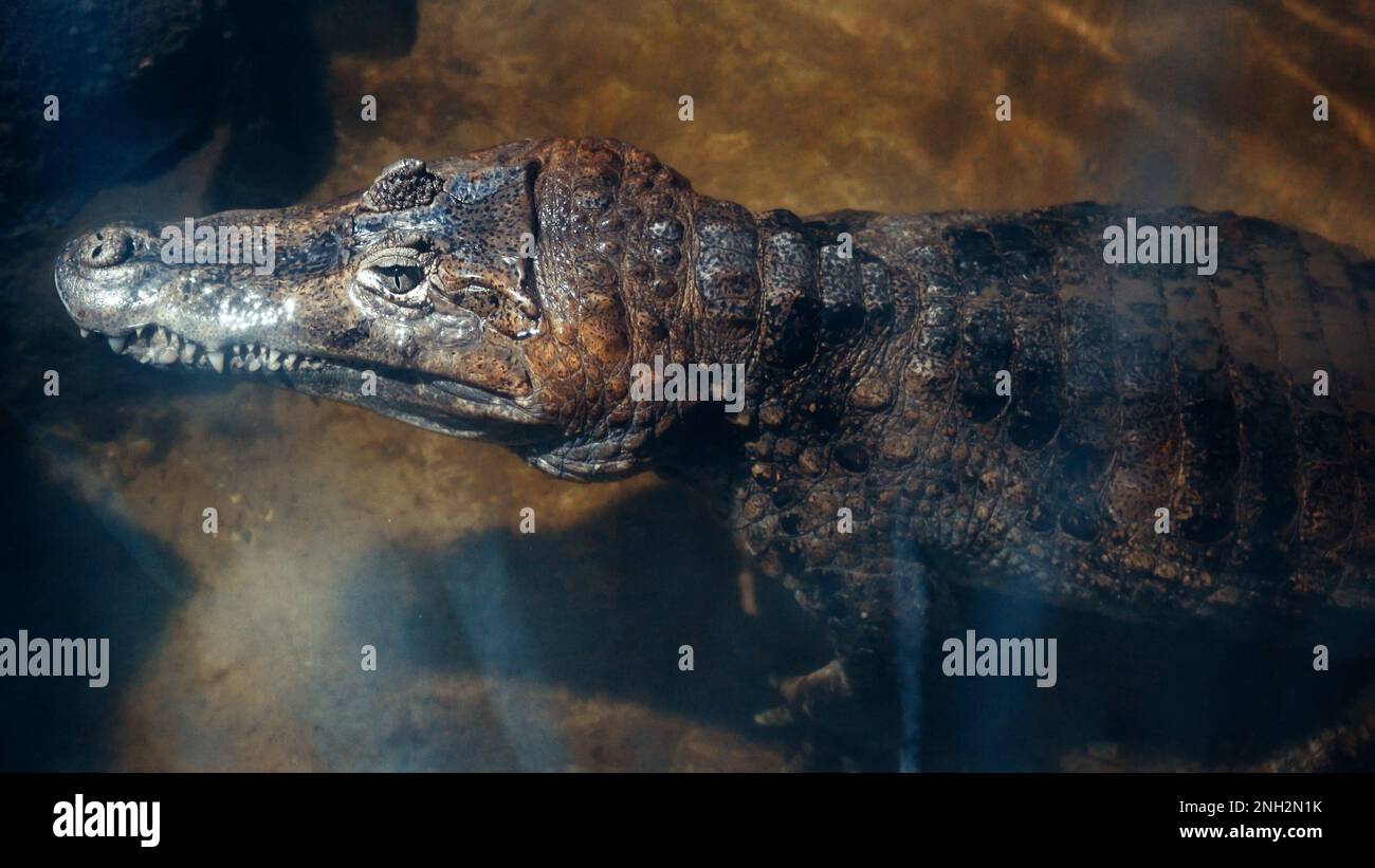 Wildlife, dangerous animal. An underwater crocodile with its head sticking out above the water is waiting for its prey. Ride the waves. Underwater vid Stock Photo