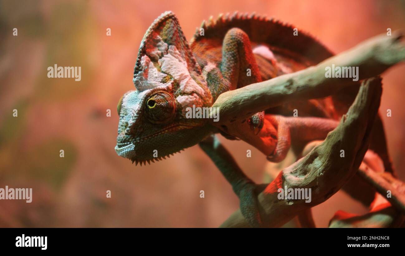 close-up of a chameleon lizard in the forest. The lizard moved its eye. The camera focuses on the lizard's eye. Wild nature. Disguised as the environm Stock Photo