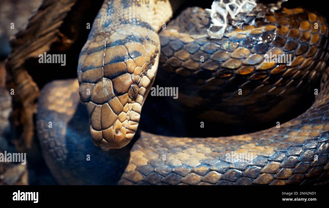A scaly large reticulated python coiled up in a knot and waits for a ...