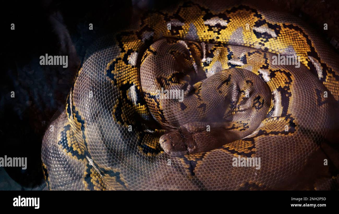 A scaly large reticulated python coiled up in a knot and waits for a ...