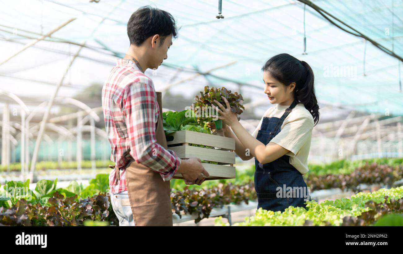 Asian young couple farmer in greenhouse hydroponic holding basket of ...