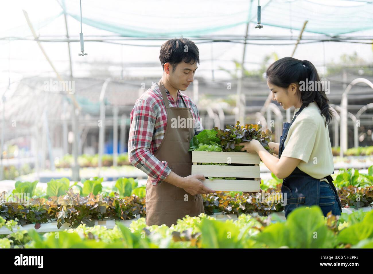 Asian young couple farmer in greenhouse hydroponic holding basket of ...