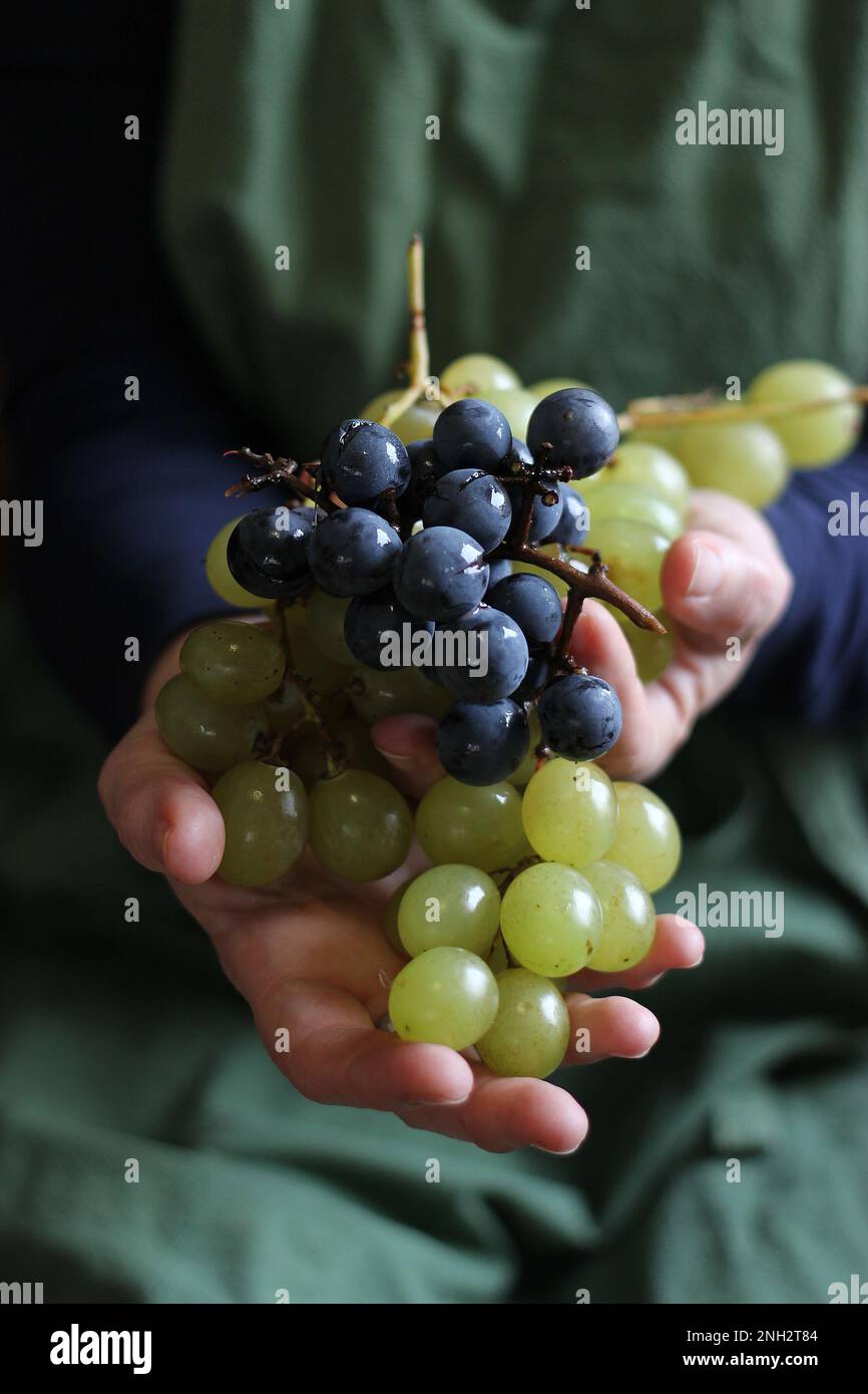 Hands holding grapes Stock Photo - Alamy