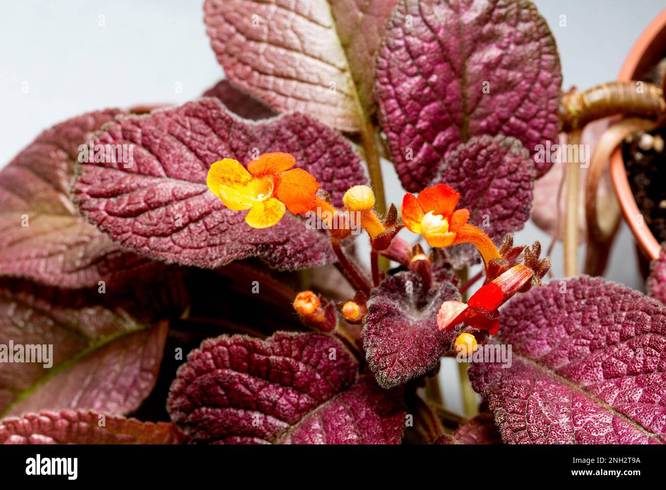 Episcia with burgundy leaves and red flowers Stock Photo