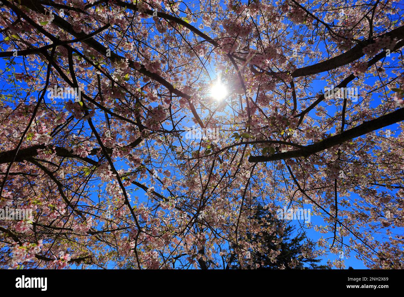 Cherry blossom tree Long Island New York Stock Photo Alamy