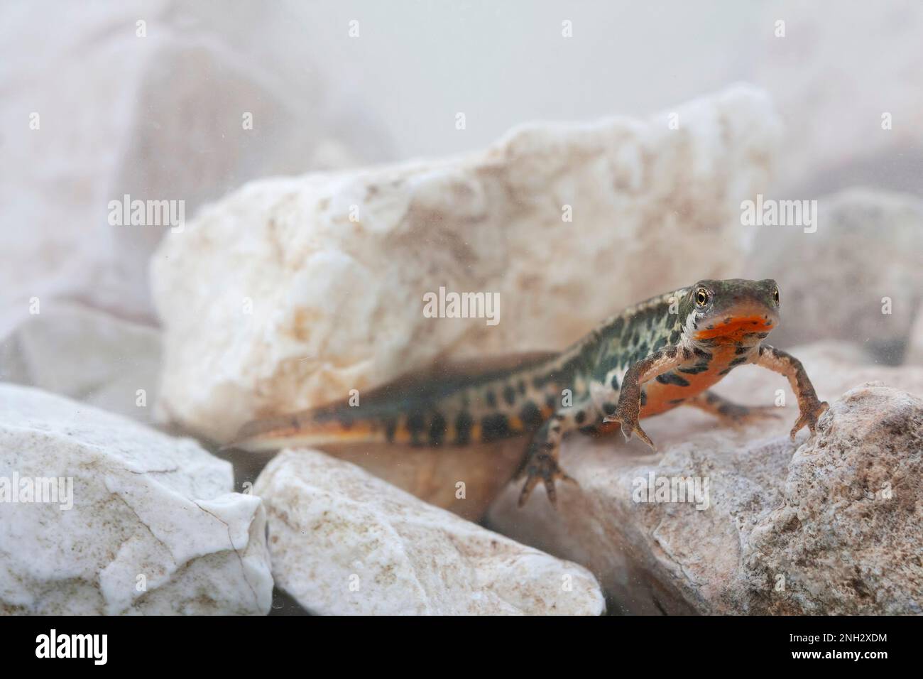 Il tritone italiano, Lissotriton italicus - the Italian newt is a species of salamander in the family Salamandridae found only in Italy Stock Photo