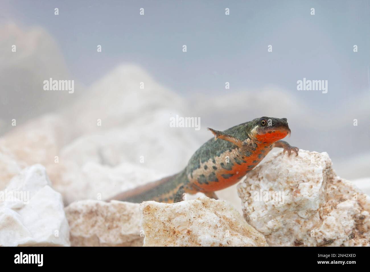 Il tritone italiano, Lissotriton italicus - the Italian newt is a species of salamander in the family Salamandridae found only in Italy Stock Photo