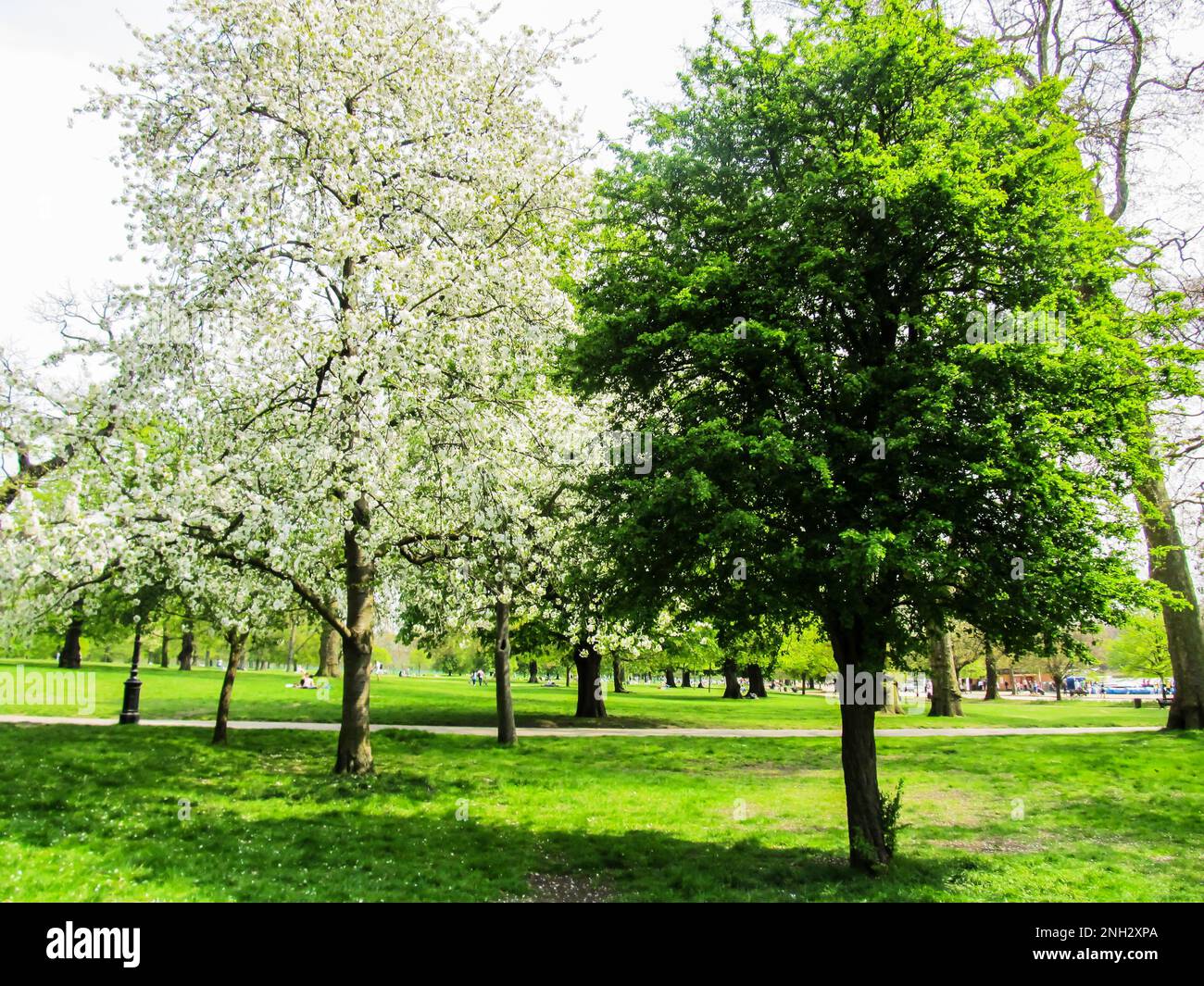 A wild cherry tree, Prunus Avium, in full bloom surrounded by different trees in a park in southern England. Stock Photo