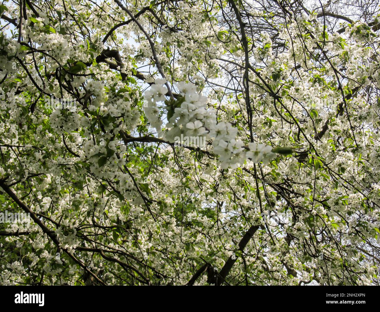 Blossom laden branches of a wild cherry tree, Prunus Avium Stock Photo