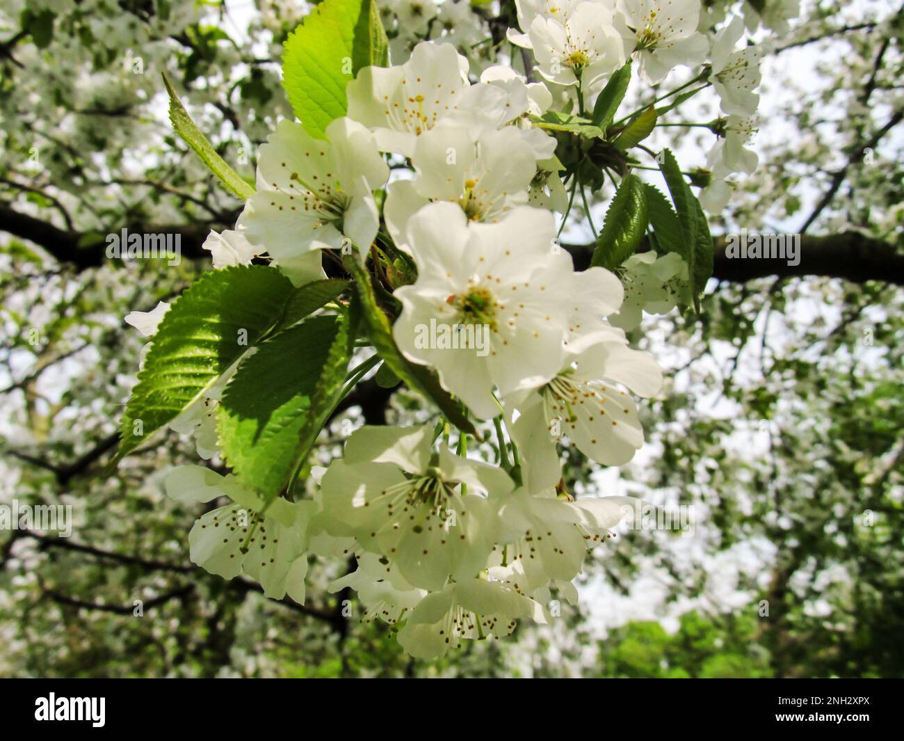 Delicate white flowers of a wild cherry tree (Prunus Avium) in full bloom Stock Photo