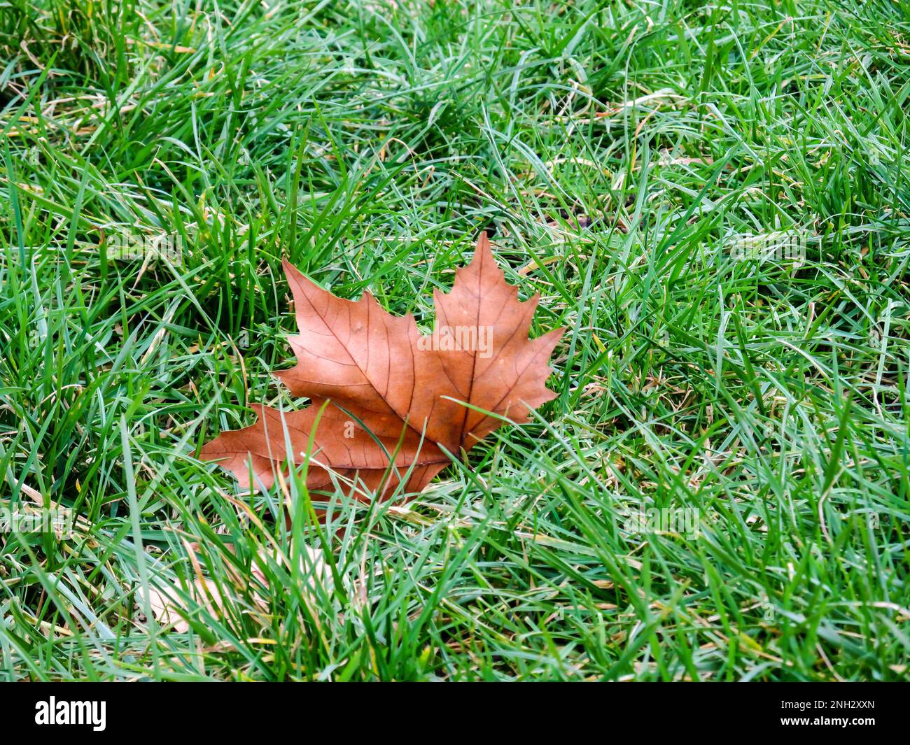 A single fallen Autumn leaf of a London Plane tree on a green lawn. The London plane is a hybrid between the American sycamore and Oriental plane whic Stock Photo