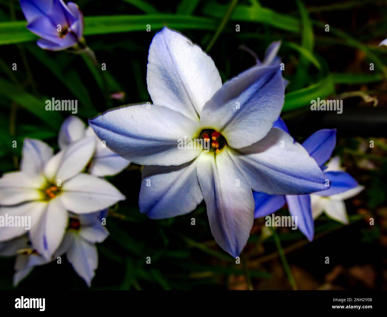 The blue colored flowers, of the Wisley Blue Hybrid of a Spring starflower, Ipheion Uniflorum Stock Photo