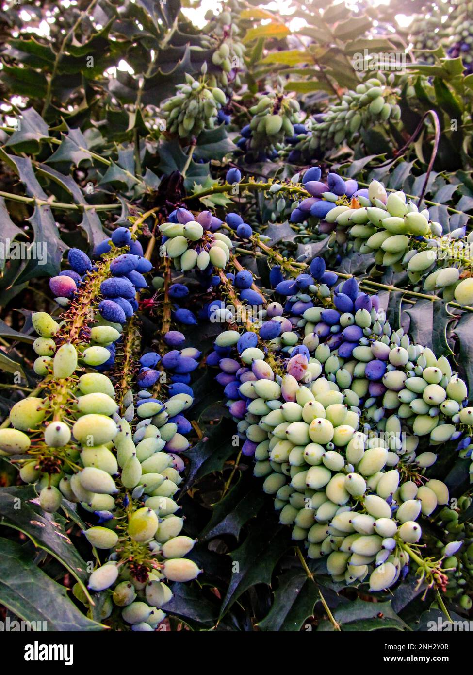Long strings of fruit, starting to turn from white to a purplish blue, of a Leatherleaf Mohnia, Mohonia bealei Stock Photo