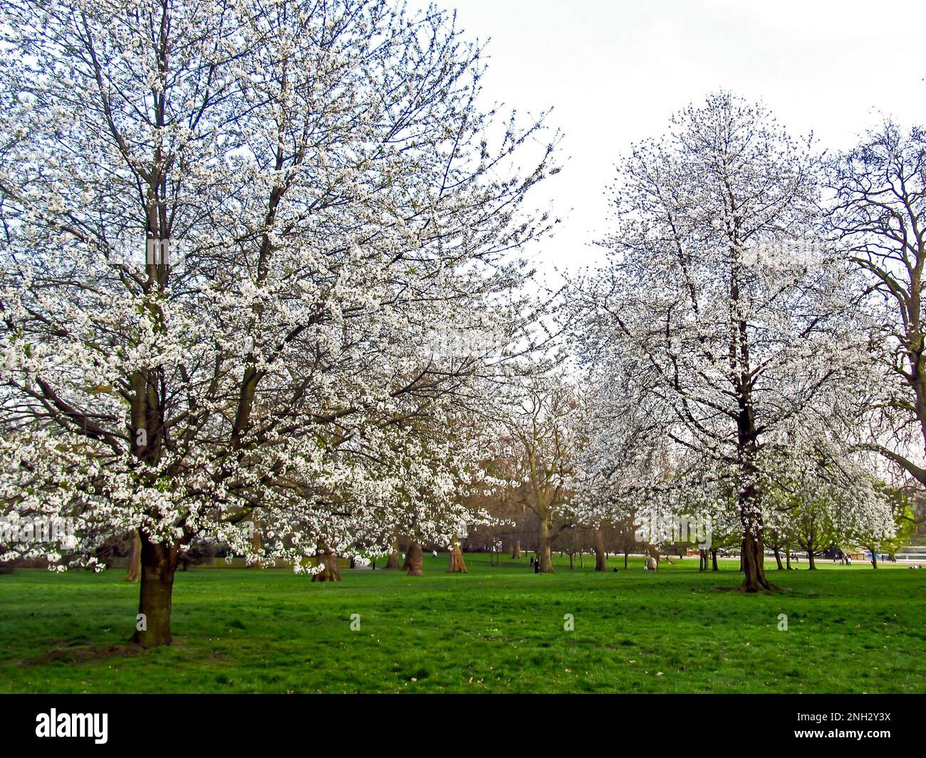 Sweet cherry trees, Prunus Avium, covered in delicate white blossoms in early spring in the United Kingdom. Stock Photo