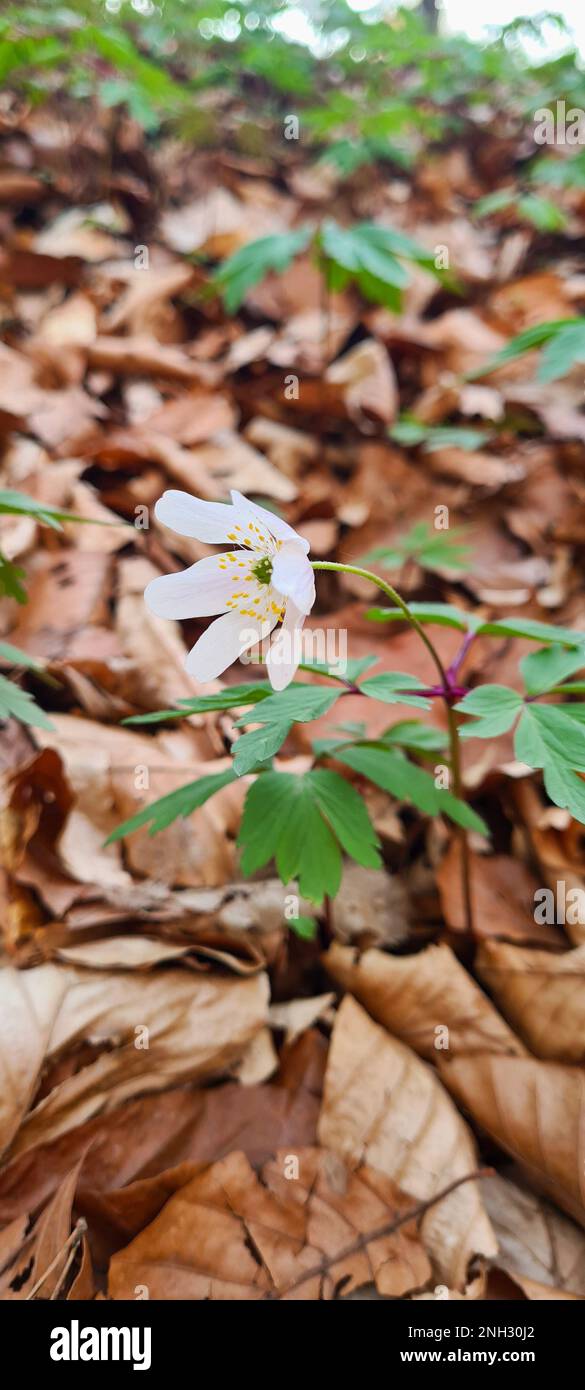 A close up of an anemone on brown forest floor covered with leaves with blurred background Stock Photo