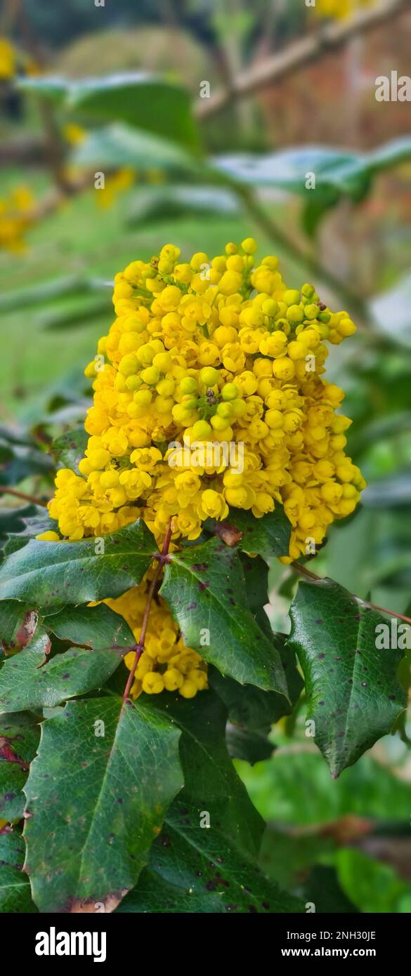 Yellow mahonia barberry with green garden in blur background Stock Photo