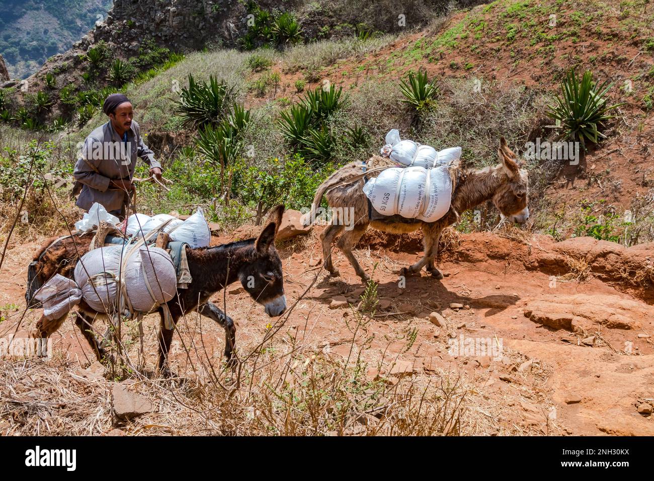 A man with donkeys carrying sacks on a dusty path, Santiago Island, Cape Verde Islands in the Atlantic Ocean Stock Photo