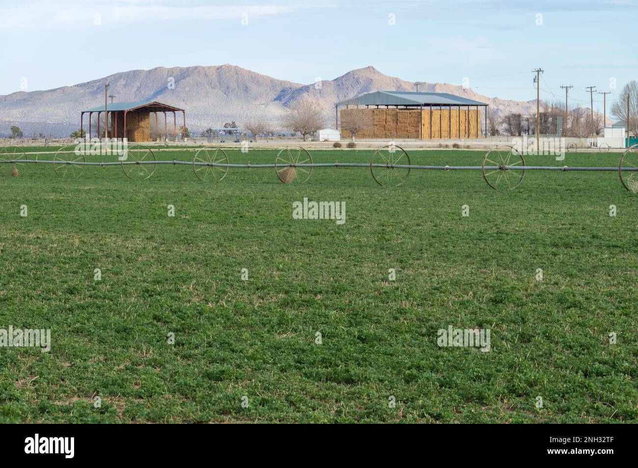 Farm field, hay production shown in the high desert in Los Angeles County, California, near Palmdale. Stock Photo