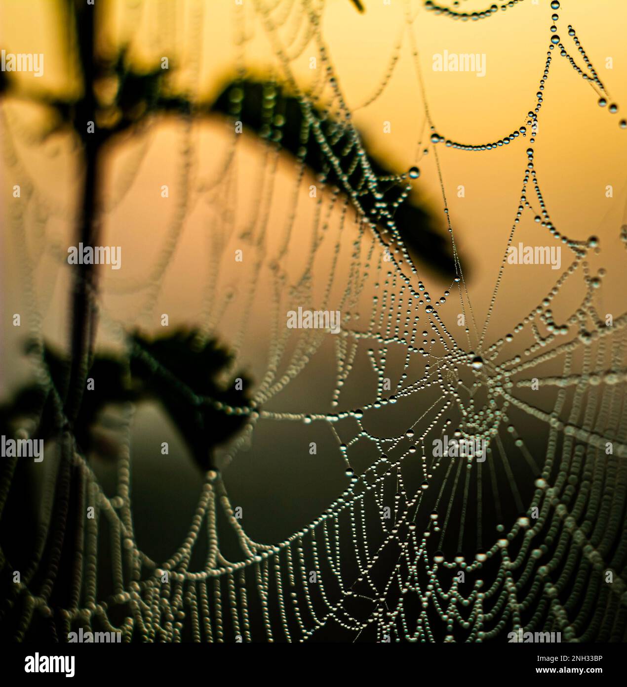 Dew drops on a web glisten in the morning sunrise light with a defocused nettle stalk in the background Stock Photo