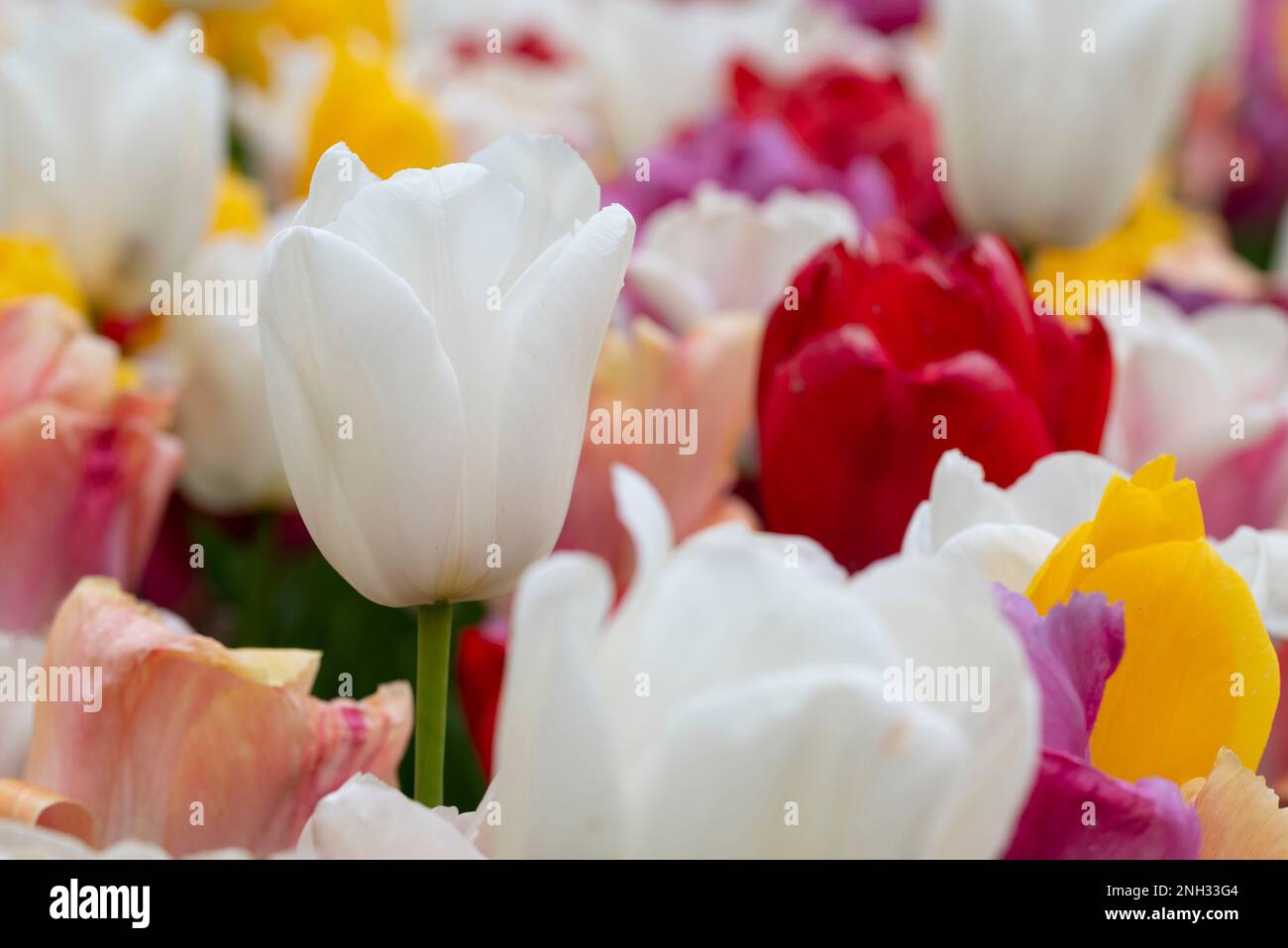 Amazing white tulip flowers blooming in a tulip field. Stock Photo