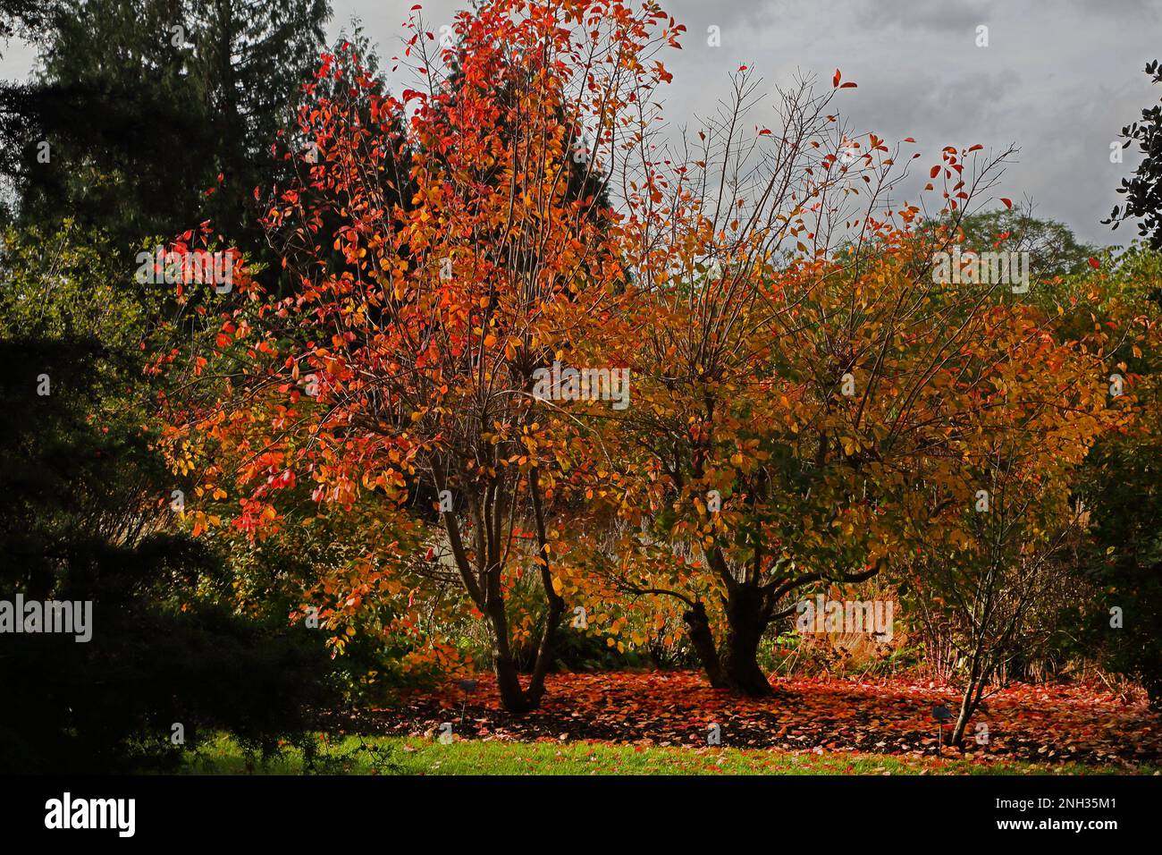 Autumn Colours At Wisley RHS Gardens Surrey England Stock Photo