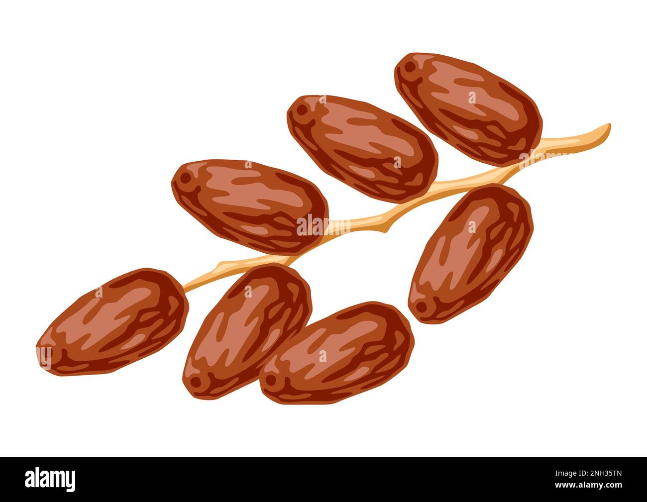 Illustration of dates fruits. Tropical vegetarian food for healthy