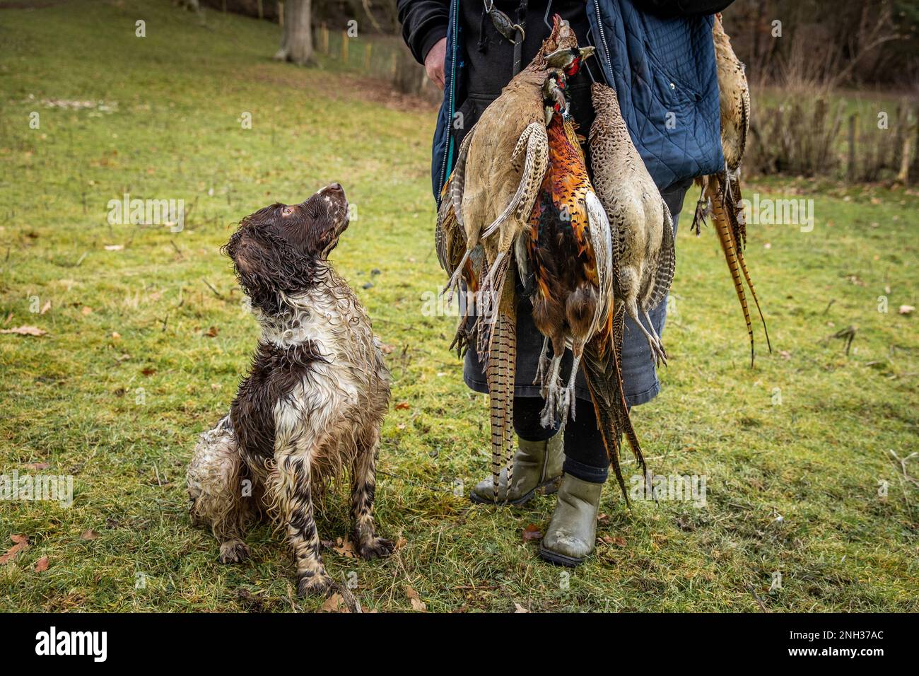 Pheasant Shooting, UK. Stock Photo