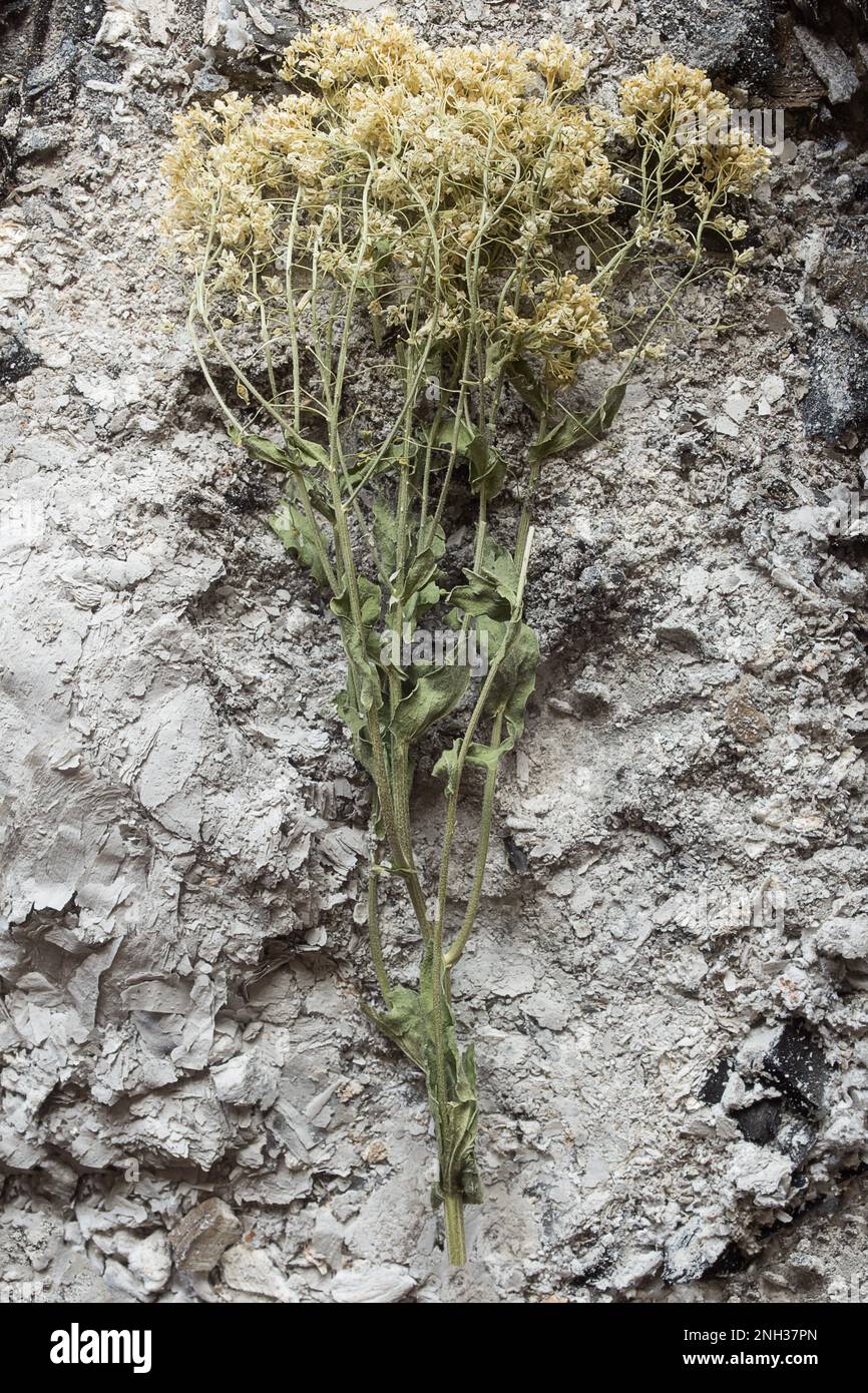 Close-up of Lepidium draba plant in dry, ash-covered state. Conceptual themes of plant survival, resilience, and adaptation in harsh environments. Stock Photo